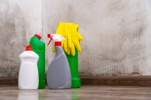 Best Mold Odor Removal Services  in Millbourne, PA